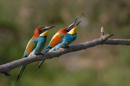 Bičių valgymas: 2012 m. "Wikipedia Commons" metų nuotraukos nugalėtojas: Merops apiaster pora, vienas iš jų gaudo bitę.