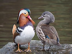 Pereche de rațe mandarin. Un bun exemplu al unei reguli generale: păsările masculine sunt cele arătoase, iar cele feminine sunt cele mai discrete.