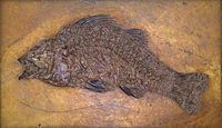 Primitīvais asaris Palaeoperca(Palaeoperca proxima)