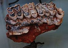 Molar teeth of Palaeotragus with the typical selenodont occlusal pattern