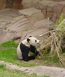 Hua Mei, das 1999 im Zoo von San Diego geborene Pandababy