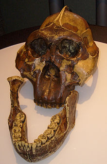 Mary Leakey在1959年发现的澳洲人的头骨复制品。