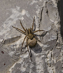 Dark wolf spider (Pardosa amentata) with egg cocoon