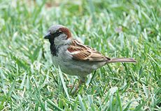 Ein männlicher Hausspatz