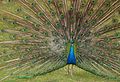 Pavo cristatus Peacock (national bird)