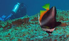Fantomska praprotnica (Heniochus pleurotaenia), Similanski otoki, Tajska