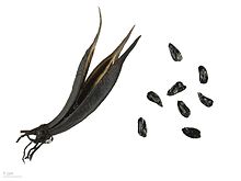 Phormium tenax