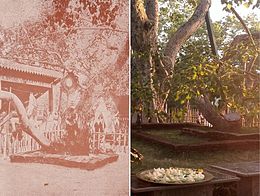 Jaya Sri Maha Bodhi, Anuradhapura Sri Lanka.