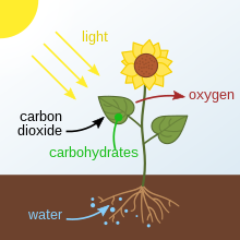 Energi fra sollys, vand absorberet af rødderne, kuldioxid fra atmosfæren. Disse danner glukose og ilt ved fotosyntese  