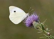 Albul mare sau albul verzei (Pieris brassicae)
