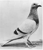 Medalia Dickin