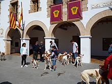 Podenco show on 1 May 2016 in Santa Eulalia