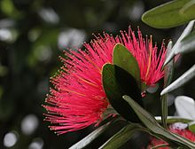 Flower of an ironwood tree (Rata)