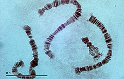 Chromosomen von nicht beißenden Mückenlarven, präpariert und gefärbt