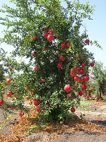 Pomegranate