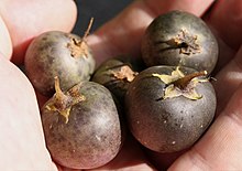 Potato
