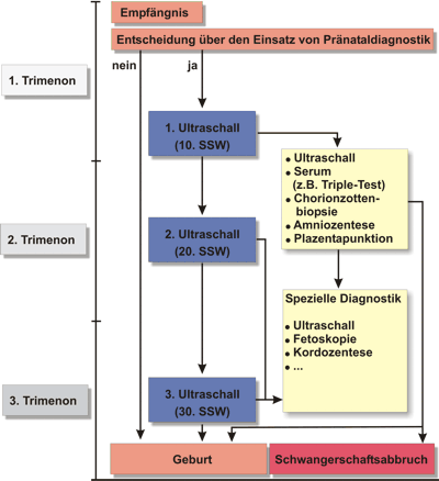 Grafische Darstellung deutscher Mutterschafts-Richtlinien