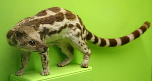 Prionodon linsang , il linsang a bande