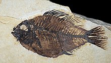 Peces fósiles del Monumento Nacional Fossil Butte