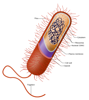 Diagramme d'une bactérie Gram-positive typique. L'enveloppe cellulaire est constituée d'une membrane plasmique, de couleur verte, et d'une épaisse paroi cellulaire contenant du peptidoglycane (la couche jaune). Il n'y a pas de membrane lipidique externe, comme c'est le cas pour les bactéries à Gram négatif. La couche rouge, la capsule, est distincte de l'enveloppe cellulaire