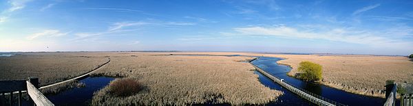 Palude a Point Pelee, Ontario, Canada