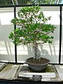 Bonsai of pomegranate