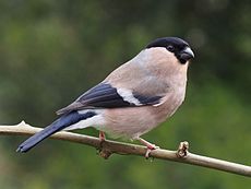 Ciuffolotto eurasiatico, femmina