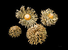 Glands de Quercus macrolepis