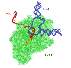 RNA polimerase (RNAP) sedang beraksi. RNAP sedang membangun molekul RNA pembawa pesan dari heliks DNA. Bagian dari enzim dibuat transparan sehingga RNA dan DNA dapat terlihat. Ion magnesium (kuning) terletak di situs aktif enzim
