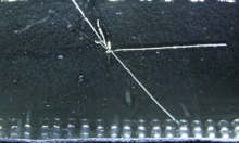 Particules alpha provenant d'une source de radium dans une chambre à nuages