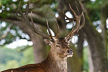 Cerb roșu în Richmond Park - geograph.org.uk - 2025081  