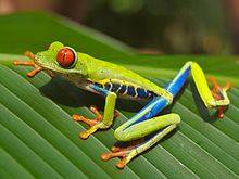 Rødøjede træfrø (Agalychnis callidryas)