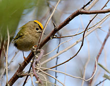 Pikkuruinen kultarinta (Regulus regulus)  