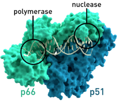 Struttura cristallografica della trascrittasi inversa dell'HIV.