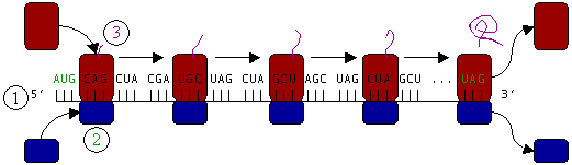 Oversættelse af mRNA (1) af et ribosom (2) (vist som små og store underenheder) til en polypeptidkæde (3). Ribosomet begynder ved mRNA's startkodon (AUG) og slutter ved stopkodonet (UAG) .