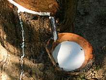 Comment les gens collectent le caoutchouc des arbres