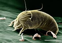 Rustmide Aceria anthocoptes
