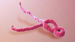 3D lékařská animace viru ebola