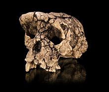 "Tournai", Sahelanthropus tchadensis, išnykusios hominidų rūšies, gyvenusios maždaug prieš 7 milijonus metų, kaukolės liejinys
