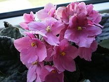 Saintpaulia ionantha -kasvi  