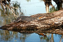 Saltvandskrokodille i Kakadu.  