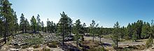 Pines in Satakunta