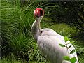 The sarus crane, like most cranes, mates for life and pairs dance