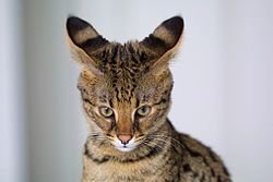 Stambiu planu matomos keturių mėnesių amžiaus F1 Savannah akelės ir ašarų žymės. F1 - tai pirmoji karta (vaikai), gauta sukryžminus naminę katę ir servalą.
