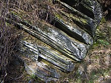 Upstanding Lower Devonian clay schist in the northern Eifel. Weathering makes the thin-layered cleavage clearly visible.