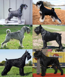 Les types de schnauzer : Miniature, Standard et Géant.