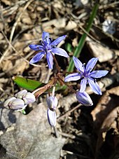 The Vienna blue star (Scilla vindobonensis) was named after the city.