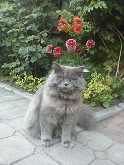 Pisica Scottish Fold  