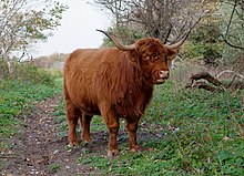 Highland cattle