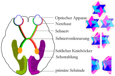 Visual system of the human being. To illustrate the processing paths, an icosahedron is shown schematically according to the individual processing phases.